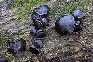 Bulgaria inquinans on oak trunk