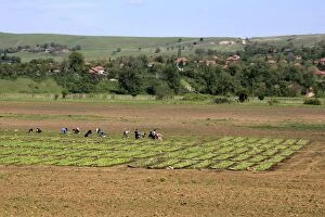 Bulgaria - people farming in fields