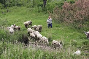 Images Dated 19th May 2005: Bulgaria - shepherd herding sheep