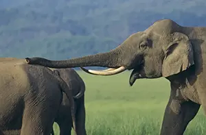 Bull Asian / Indian Elephant courting, Corbett National Park, India