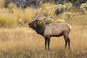 Yellowstone Prints: Bull elk bugling or wapiti, Yellowstone National Park, Wyoming Date: 04-10-2021