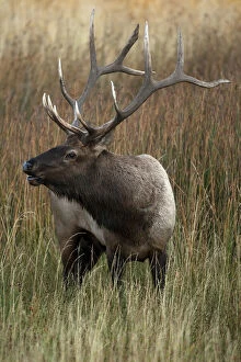 Bull Elk, Cervus canadensis, in the Yellowstone