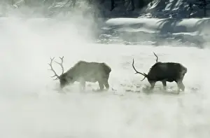 Steaming Prints: Bull Elk / Wapiti - Feeding in hot spring area Yellowstone National Park Wyoming