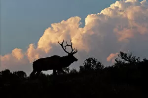 Images Dated 29th December 2021: Bull elk or wapiti silhouetted on ridge at sunrise, Yellowstone National Park