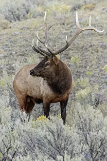 Images Dated 29th December 2021: Bull elk or wapiti, Yellowstone National Park, Wyoming Date: 03-10-2021