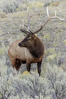 Fall Collection: Bull elk or wapiti, Yellowstone National Park, Wyoming Date: 03-10-2021