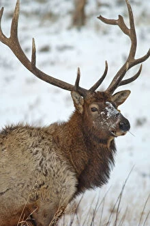 Antler Gallery: Bull elk in winter in Yellowstone National