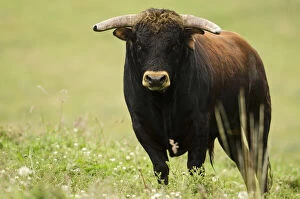 Images Dated 11th November 2011: Bull Fighting Bull from Spanish Stock, base