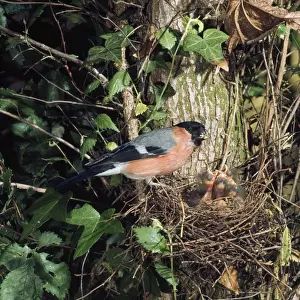 Bull Finch - male