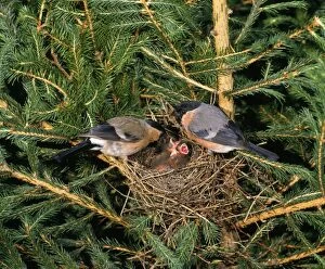 Bullfinches Collection: Bull Finches - pair at nest with young in fir tree West Sussex, UK