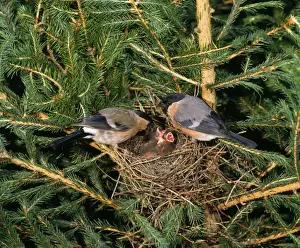 Euroepan Prints: Bull Finches - pair at nest with young in fir tree West Sussex, UK