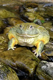 Frogs Collection: Bull Frog or Giant Pyxie Cape Province. South Africa. Africa