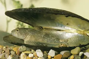 Bullhead Prints: Bull Head Fish