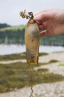 Images Dated 18th July 2008: Bull Huss - egg case (mermaid's purse) being held