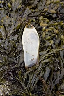 Images Dated 18th July 2008: Bull Huss - egg case (mermaid's purse) lying