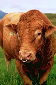 Size Prints: Bull JAM 260 Cattle. Isle of Skye Scotland © James Marchington / ARDEA LONDON
