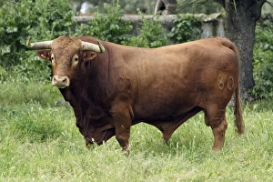 Images Dated 20th April 2007: Bull - on meadow, Alentejo, Portugal