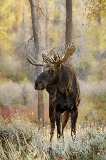 Alces Gallery: Bull moose in autumn, Grand Teton National Park, Wyoming