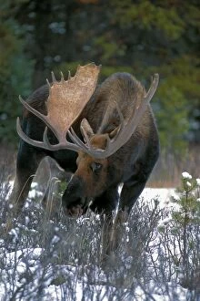 Alces Gallery: Bull Moose feeding at edge of forest in first snow