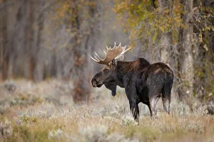 Fall Collection: Bull moose, Grand Teton National Park, Wyoming Date: 01-10-2020