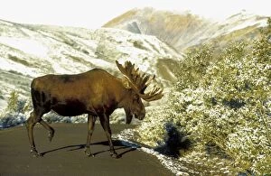 Bull moose - in velvet - crossing road