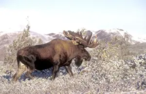 Bull moose - in velvet foraging for browse, Denali Park, Alaska, USA