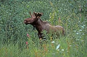 Bull moose - in velvet - foraging for browse