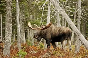 Bulls Prints: Bull Moose - in woods - Cape Breton Island National Park - Canada