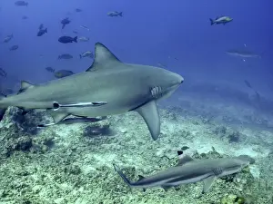 Seabed Prints: Bull Shark and Blacktip Reef shark (Carcharhinus melanopterus) - Bull shark with Remoras