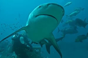 Bull Shark - diver in background