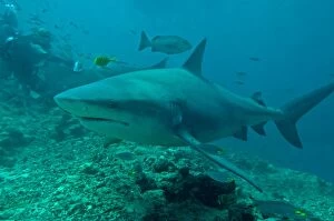 Bull Shark - diver shark feeder in background