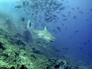 Bull shark - feeding with divers in background