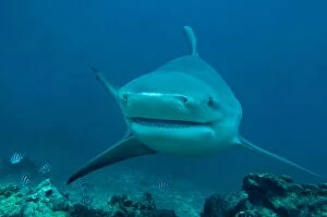 Sharks Collection: Bull Shark - female - Fiji