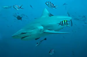 Bull Shark - with fisherman's hook cutting into corner of mouth and scientists tag near dorsal fin - Fiji