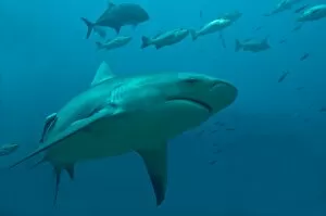Bull Shark - moving through its potential prey after eating a tuna head
