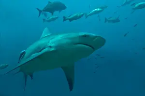Fiji Prints: Bull Shark - moving through its potential prey after eating a tuna head - Fiji