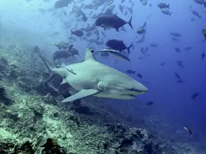 Remora Prints: Bull shark with remoras swimming through school of fish Pacific Harbour Fiji islands