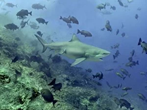 Bull shark - Swimming through fish. Very dangerous to man