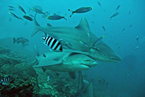 Images Dated 5th February 2008: Bull Sharks - with fisherman's hook and line trailing from mouth of bottom shark - Fiji