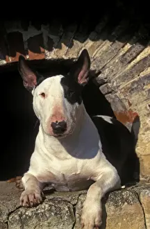 Guard Dogs Prints: Bull Terrier Dog - Lying down