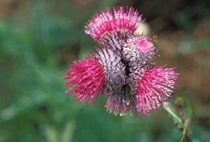 Images Dated 11th November 2005: bull thistle, Cirsium vulgare, wildflowers