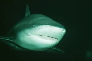 Bull / Zambezi / Ground / Cub Shark Indian Ocean