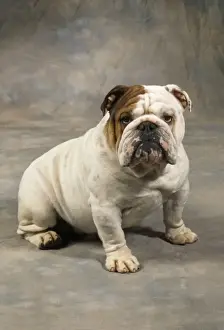 Bulldog