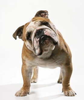 Images Dated 7th May 2008: Bulldog