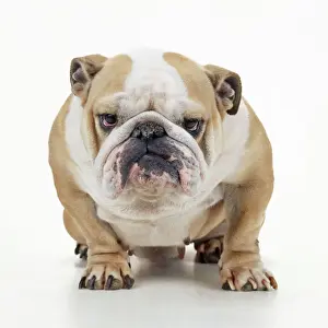 Staring Prints: Bulldog