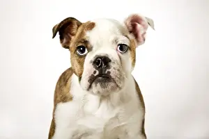 Bulldog