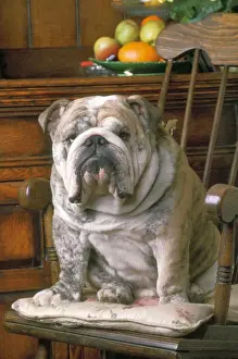 Chairs Prints: Bulldog