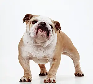 Bulldog