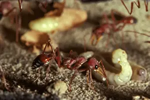 Ants Prints: Bulldog ant - offering trophic egg to larva
