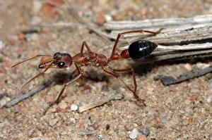 Ants Prints: Bulldog Ant - Probably a queen
